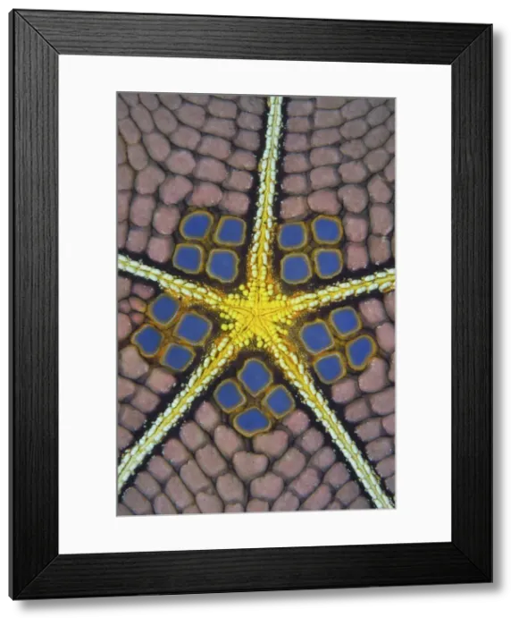 Framed Print : DDE-90024608 Framed Print : DDE-90024608