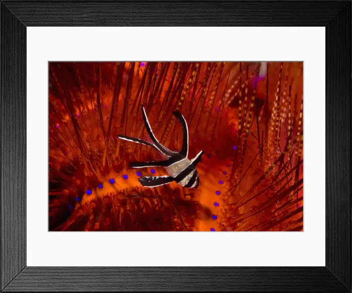 Framed Print : DDE-90024609 Framed Print : DDE-90024609