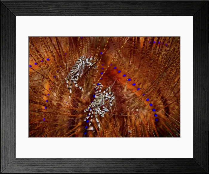 Framed Print : DDE-90024610 Framed Print : DDE-90024610