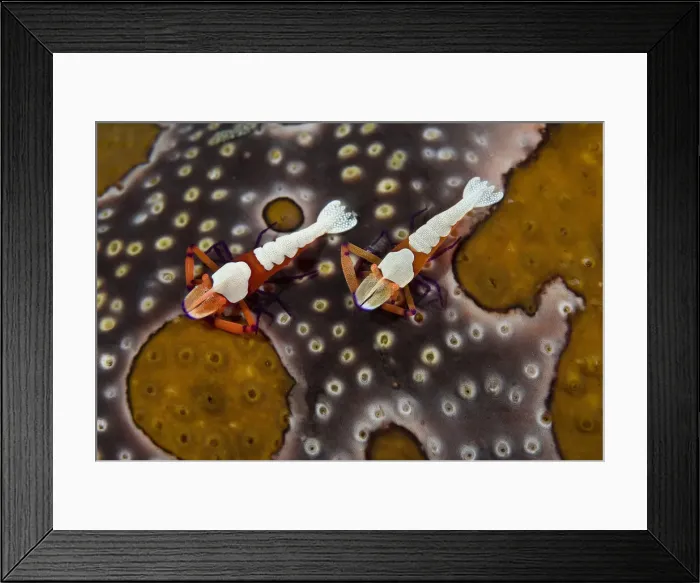 Framed Print : DDE-90024611 Framed Print : DDE-90024611