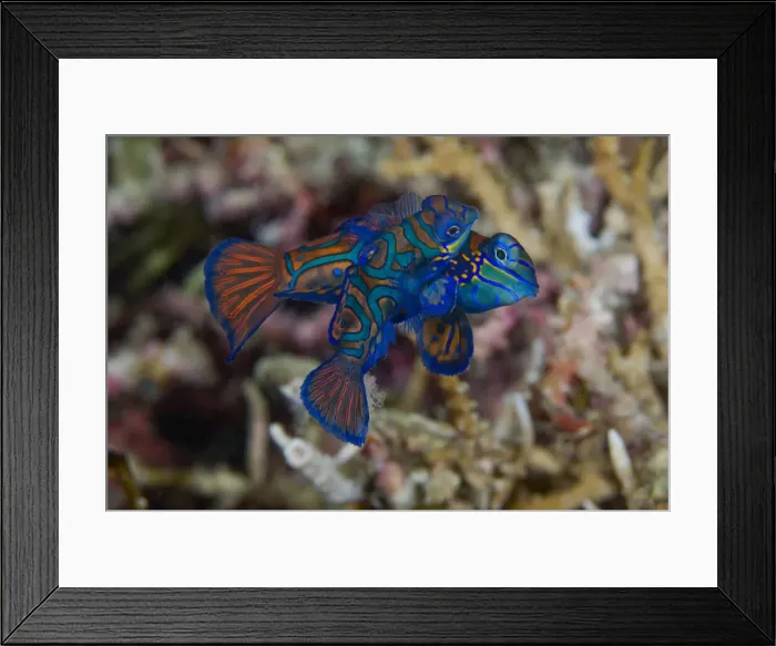 Framed Print : DDE-90024612 Framed Print : DDE-90024612