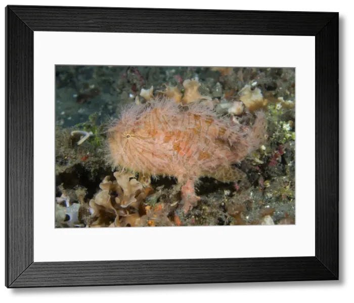 Framed Print : DDE-90024613 Framed Print : DDE-90024613