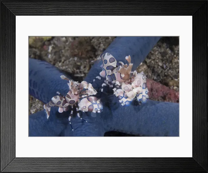 Framed Print : DDE-90024614 Framed Print : DDE-90024614