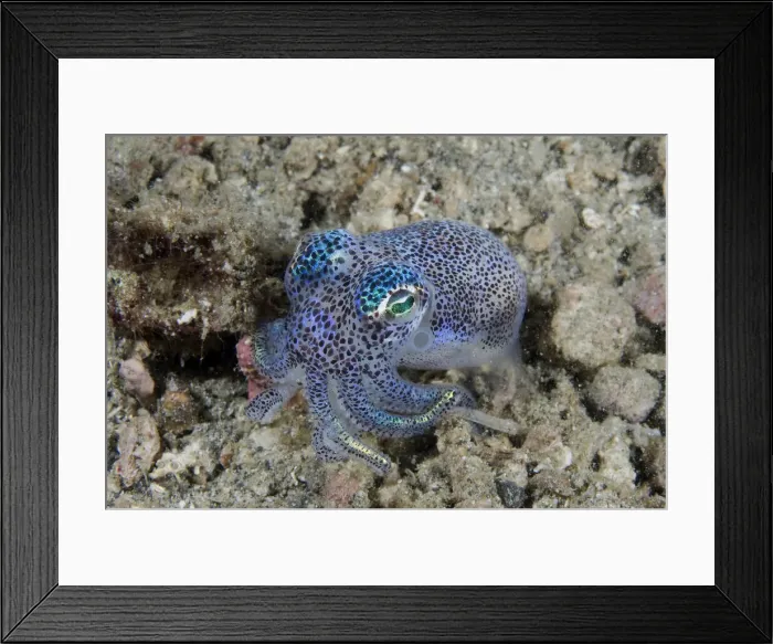 Framed Print : DDE-90024615 Framed Print : DDE-90024615