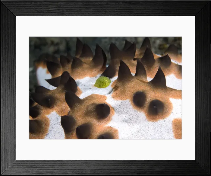 Framed Print : DDE-90024616 Framed Print : DDE-90024616