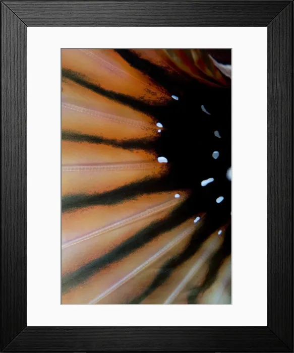 Framed Print : DDE-90024617 Framed Print : DDE-90024617