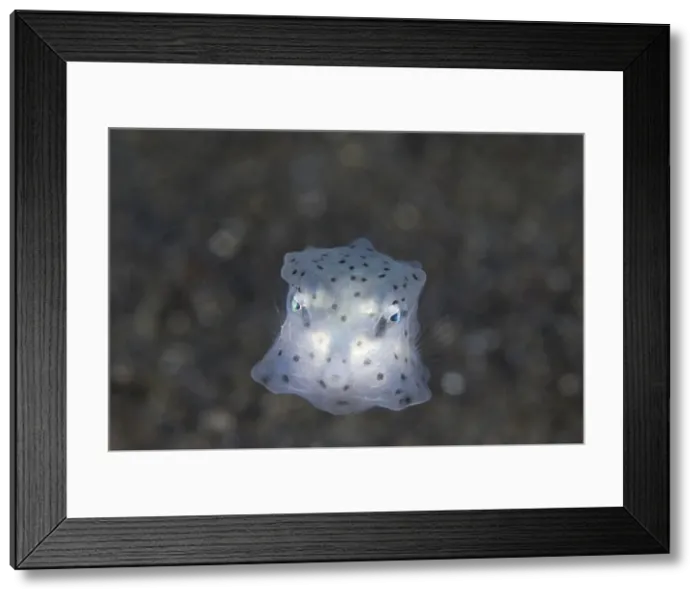 Framed Print : DDE-90024618 Framed Print : DDE-90024618