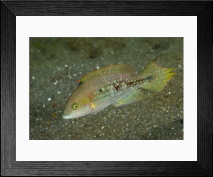 Framed Print : DDE-90024619 Framed Print : DDE-90024619