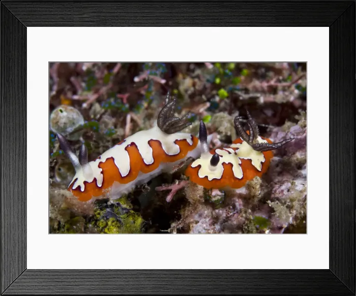 Framed Print : DDE-90024620 Framed Print : DDE-90024620
