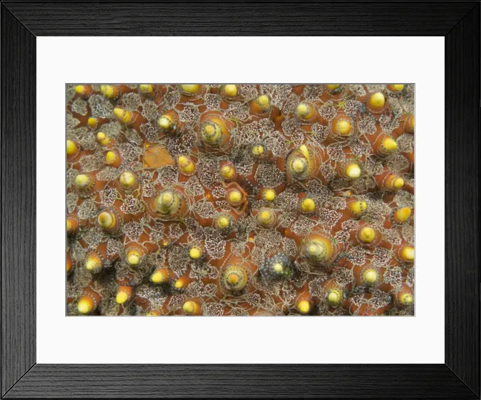 Framed Print : DDE-90024621 Framed Print : DDE-90024621