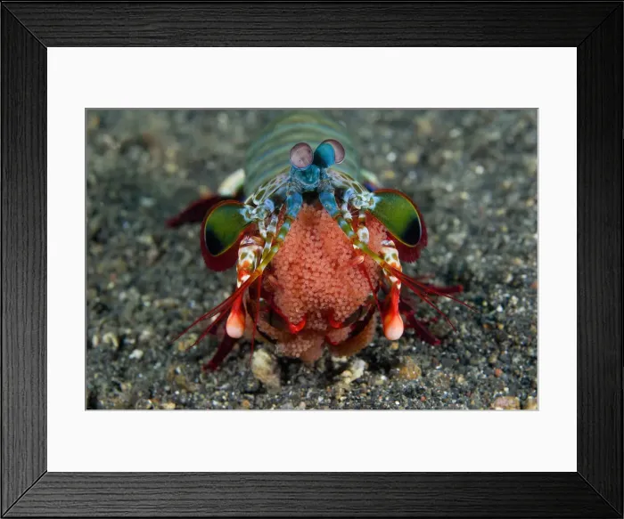 Framed Print : DDE-90024622 Framed Print : DDE-90024622