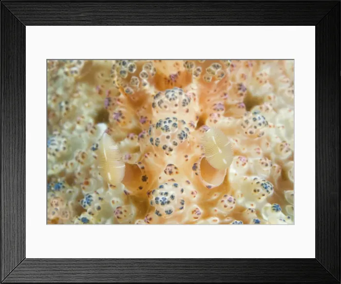 Framed Print : DDE-90024623 Framed Print : DDE-90024623