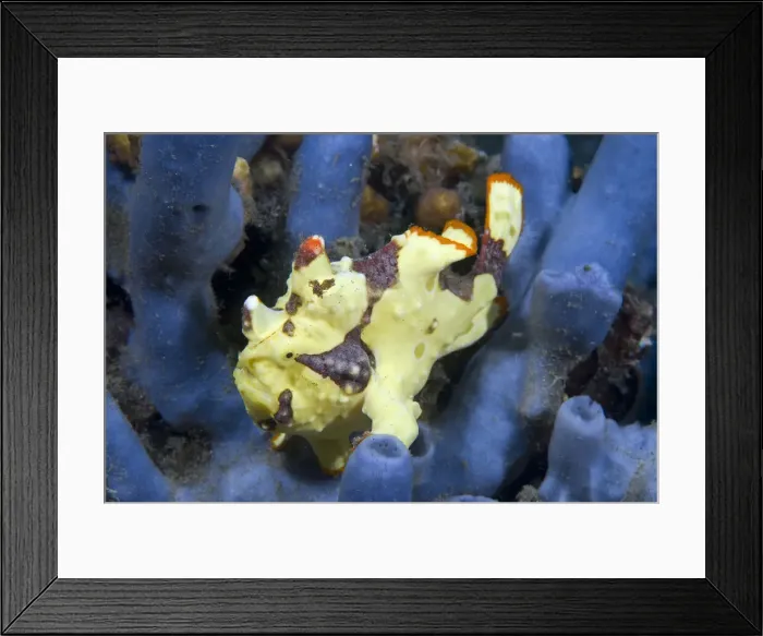 Framed Print : DDE-90024624