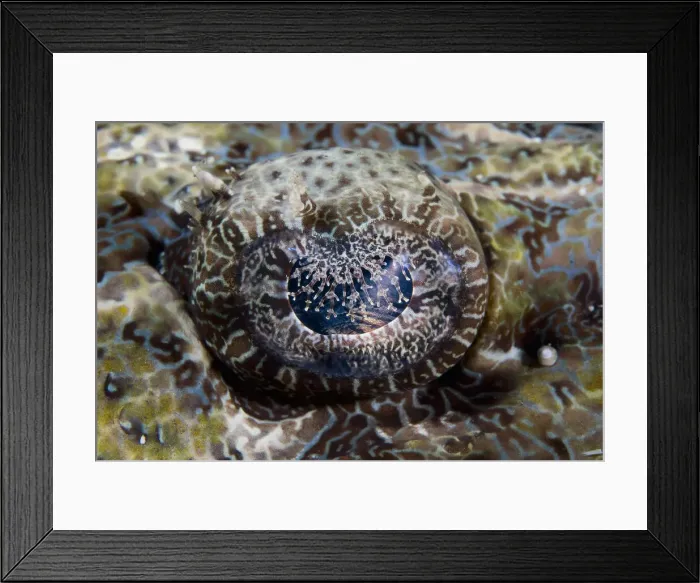 Framed Print : DDE-90024625 Framed Print : DDE-90024625