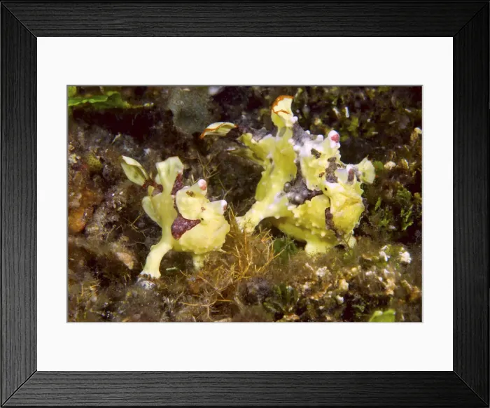 Framed Print : DDE-90024626