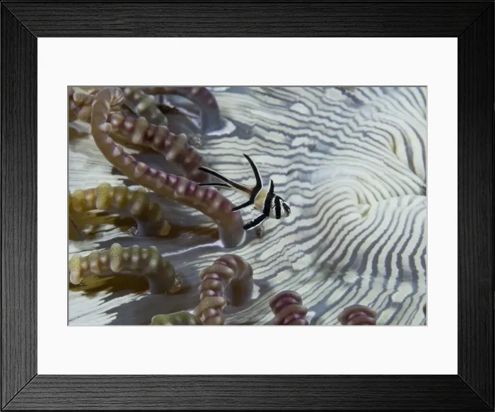 Framed Print : DDE-90024627 Framed Print : DDE-90024627