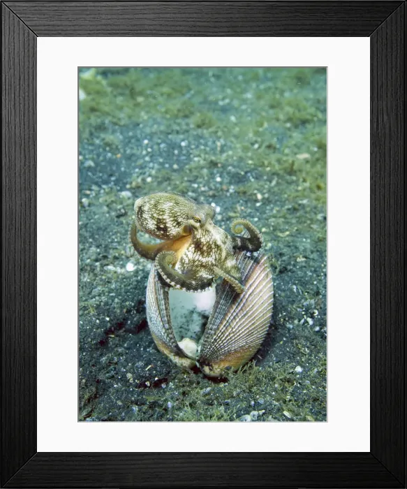 Framed Print : DDE-90024628 Framed Print : DDE-90024628