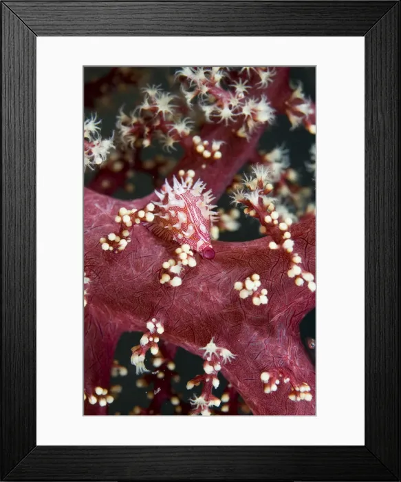 Framed Print : DDE-90024629 Framed Print : DDE-90024629