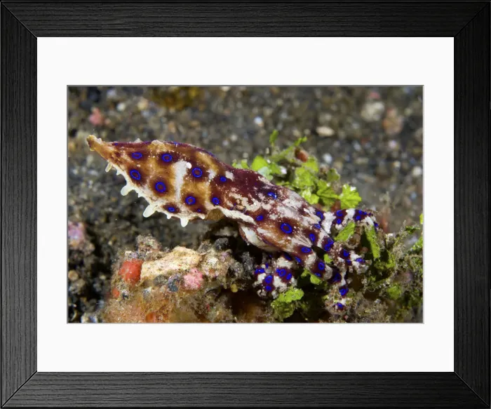 Framed Print : DDE-90024630 Framed Print : DDE-90024630