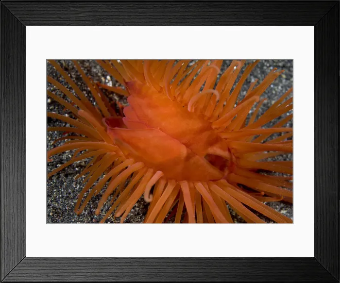 Framed Print : DDE-90024631 Framed Print : DDE-90024631