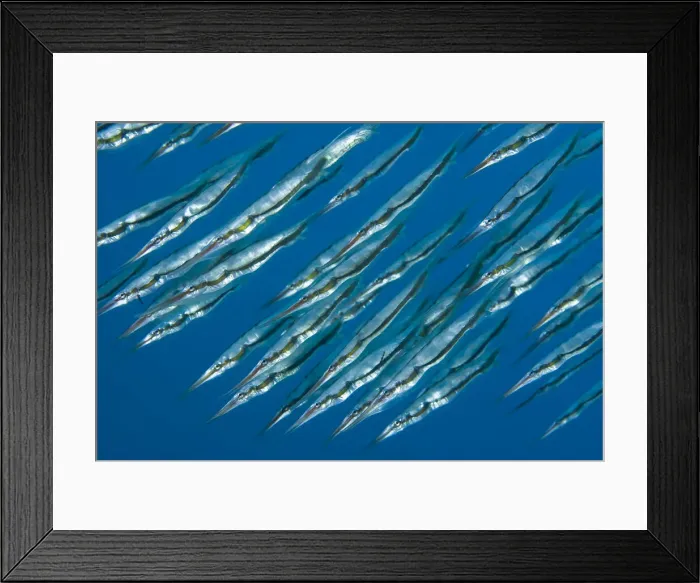 Framed Print : DDE-90024632