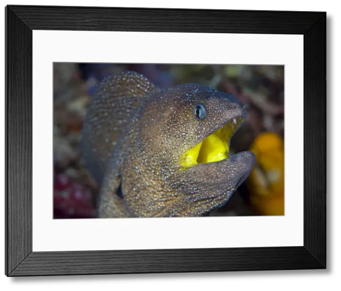Framed Print : DDE-90024635 Framed Print : DDE-90024635