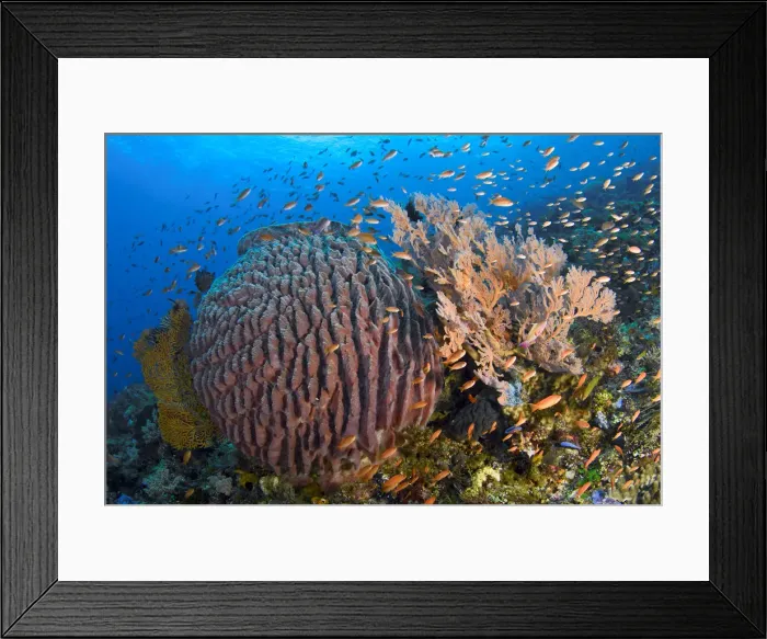 Framed Print : DDE-90024636 Framed Print : DDE-90024636
