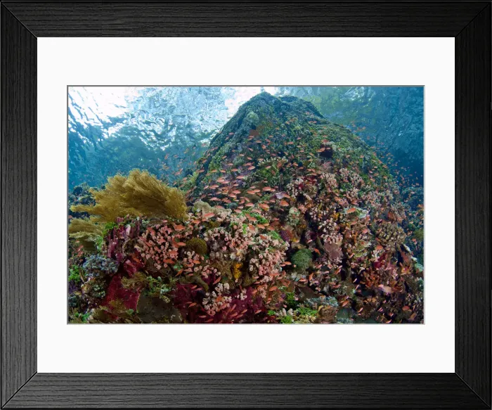 Framed Print : DDE-90024637 Framed Print : DDE-90024637