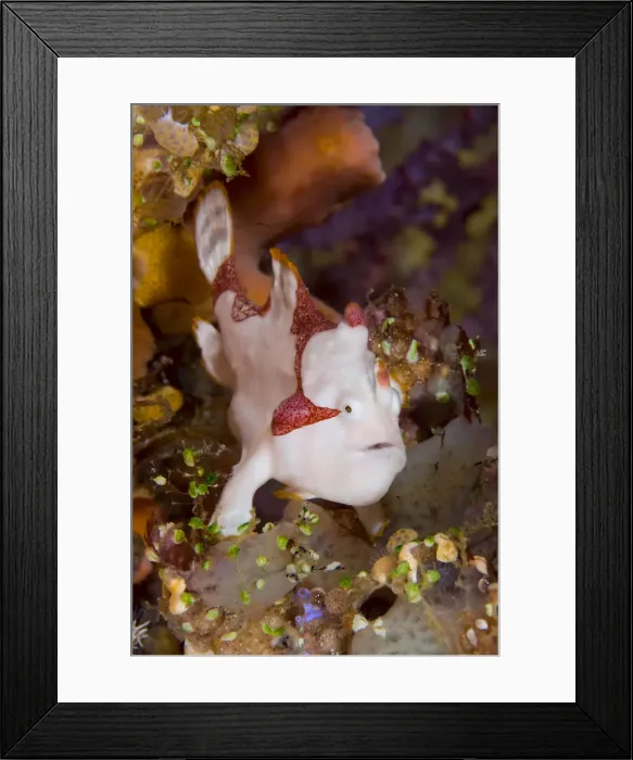 Framed Print : DDE-90024638 Framed Print : DDE-90024638