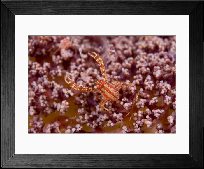 Framed Print : DDE-90024639 Framed Print : DDE-90024639