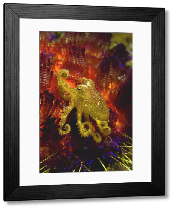 Framed Print : DDE-90024640 Framed Print : DDE-90024640