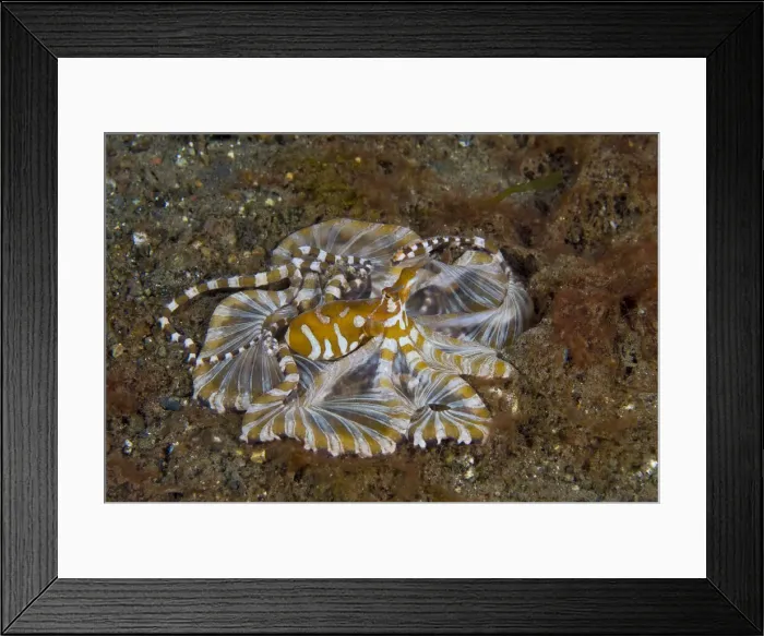 Framed Print : DDE-90024641 Framed Print : DDE-90024641