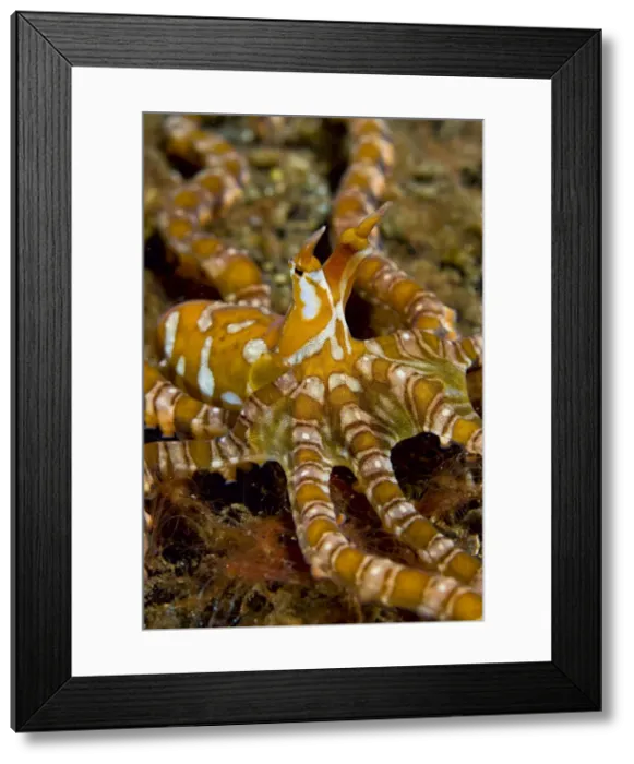 Framed Print : DDE-90024642