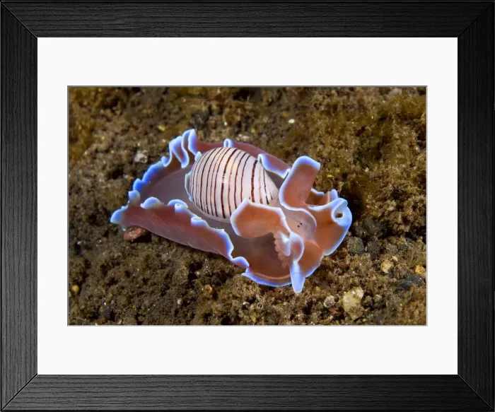 Framed Print : DDE-90024643 Framed Print : DDE-90024643