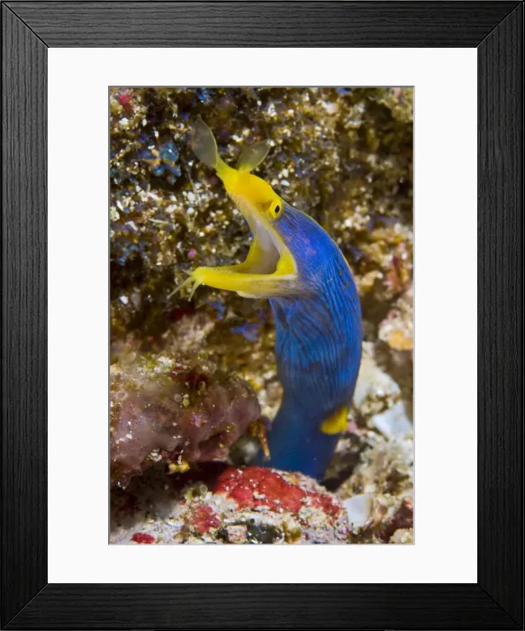 Framed Print : DDE-90024644 Framed Print : DDE-90024644