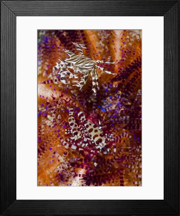 Framed Print : DDE-90024645 Framed Print : DDE-90024645