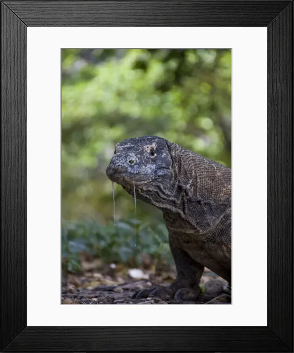 Framed Print : DDE-90024653 Framed Print : DDE-90024653