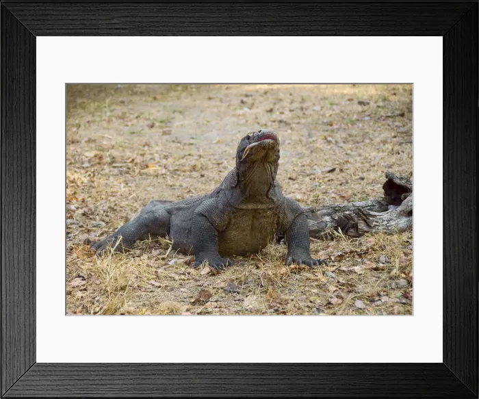 Framed Print : DDE-90024654 Framed Print : DDE-90024654