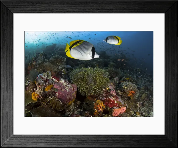 Framed Print : DDE-90024656 Framed Print : DDE-90024656