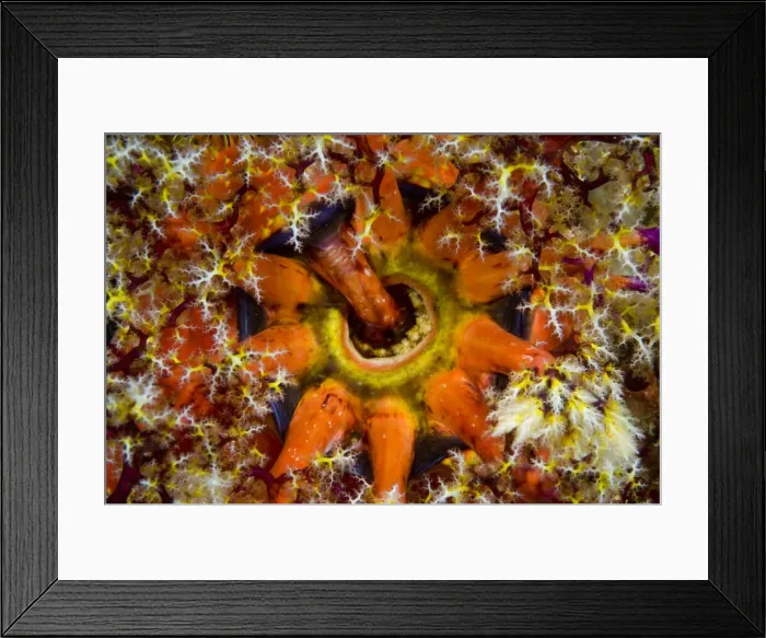 Framed Print : DDE-90024657 Framed Print : DDE-90024657