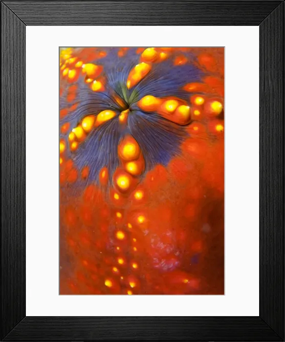 Framed Print : DDE-90024658 Framed Print : DDE-90024658