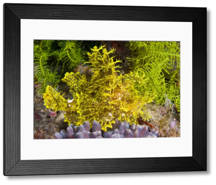 Framed Print : DDE-90024659 Framed Print : DDE-90024659
