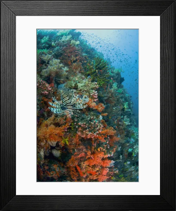 Framed Print : DDE-90024660 Framed Print : DDE-90024660