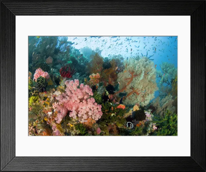 Framed Print : DDE-90024661 Framed Print : DDE-90024661