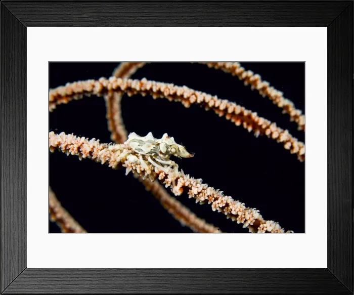 Framed Print : DDE-90024662 Framed Print : DDE-90024662