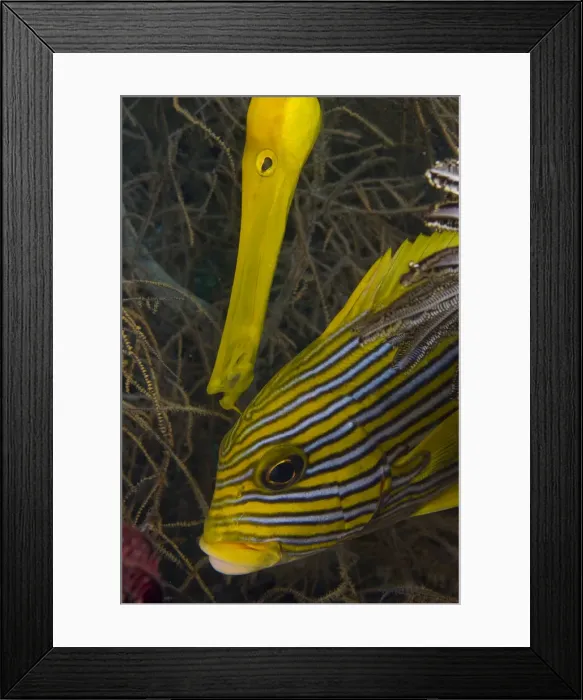 Framed Print : DDE-90024663 Framed Print : DDE-90024663