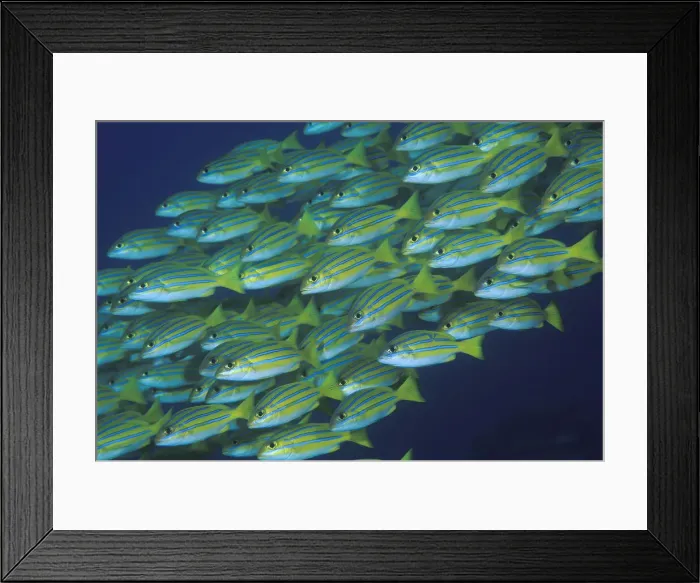 Framed Print : DDE-90024666 Framed Print : DDE-90024666