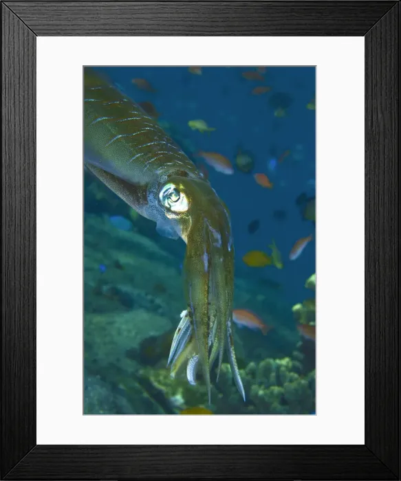 Framed Print : DDE-90024667 Framed Print : DDE-90024667