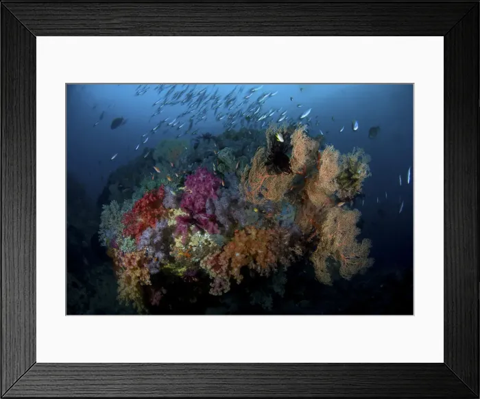 Framed Print : DDE-90024668