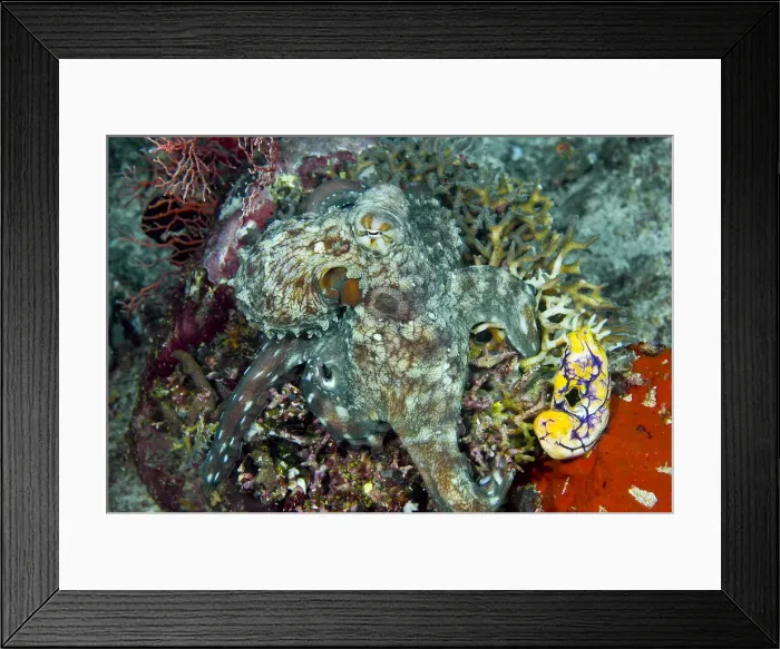 Framed Print : DDE-90024669 Framed Print : DDE-90024669